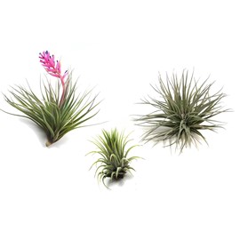 Tillandsia mix - 3