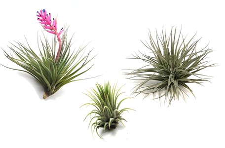 Tillandsia mix - 3