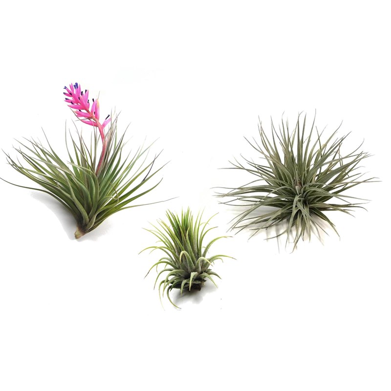 Tillandsia mix - 3
