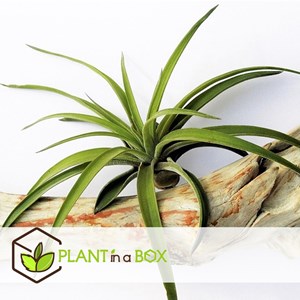 Tillandsia mix - 3