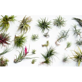 Tillandsia mix - 24