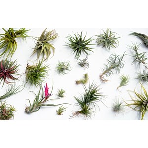 Tillandsia mix - lot de 24