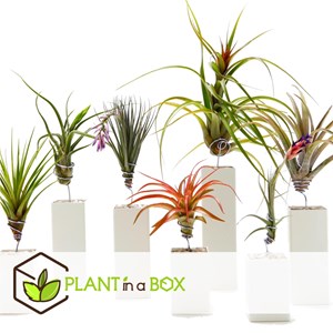 Tillandsia mix - 24
