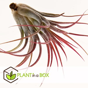 Tillandsia mix - 24