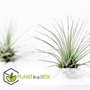 Tillandsia mix - 24