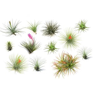 Tillandsia mix - 12