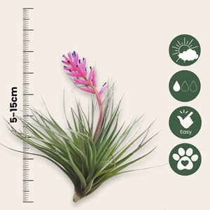 Tillandsia mix - 12