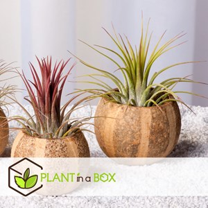 Tillandsia mix - 12