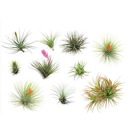 Tillandsia mix - 10