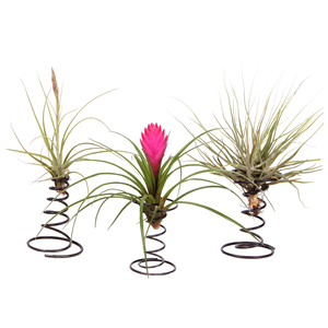 Tillandsia sur spirale décorative - 3