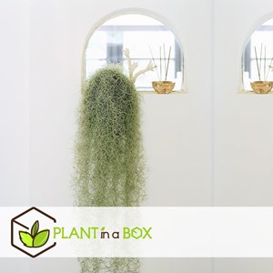 Tillandsia usneoides beard tillandsia -6