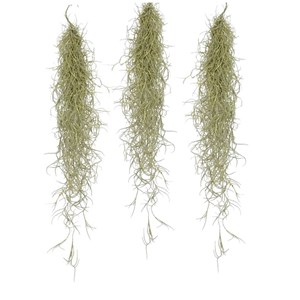 Tillandsia usneoides beard tillandsia -3
