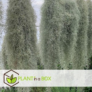 Tillandsia usneoides beard tillandsia -3