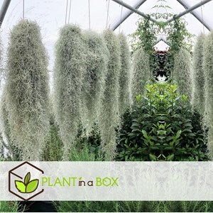 Tillandsia usneoides beard tillandsia -3