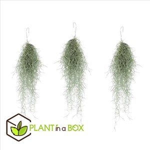 Tillandsia usneoides beard tillandsia -3