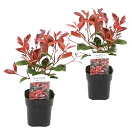 Photinia red robin - 2