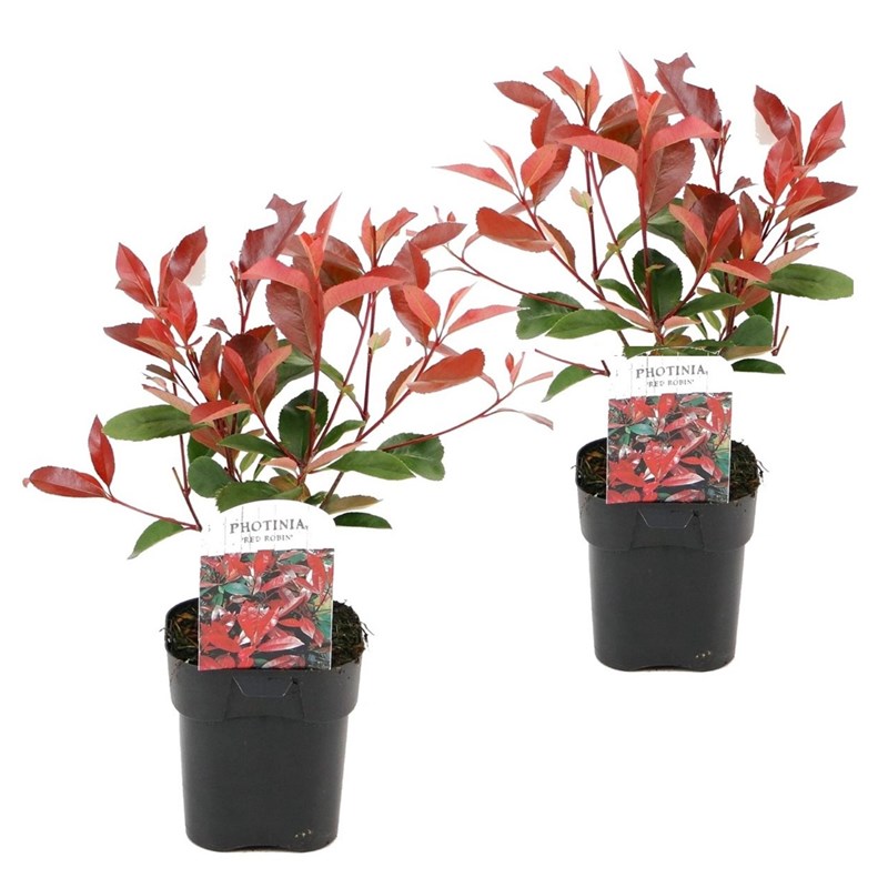 Photinia red robin - 2