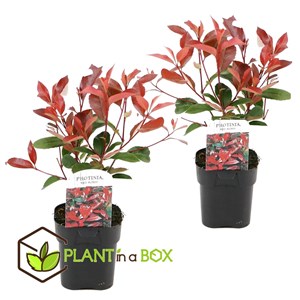 Photinia red robin - 2