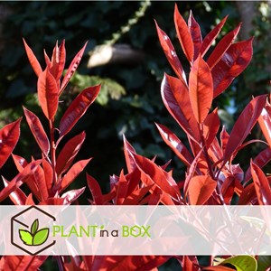 Photinia red robin - 2