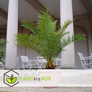 Palmier dattier m - 4