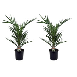 Palmier dattier m - 2