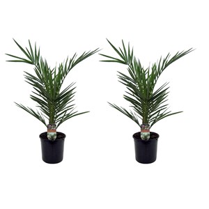 Palmier dattier m - 2