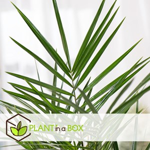 Xl palmier dattier - 2