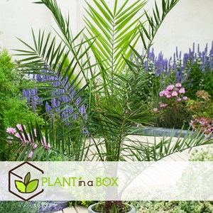 Xl palmier dattier - 2