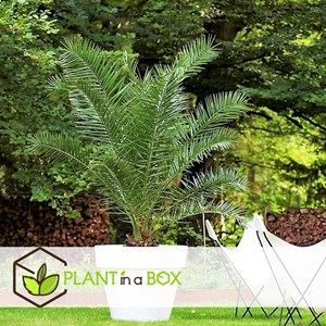 Xl palmier dattier - 2