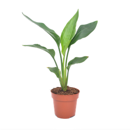 Strelitzia reginae bird of paradise