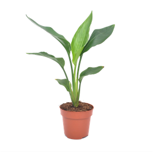 Strelitzia reginae bird of paradise