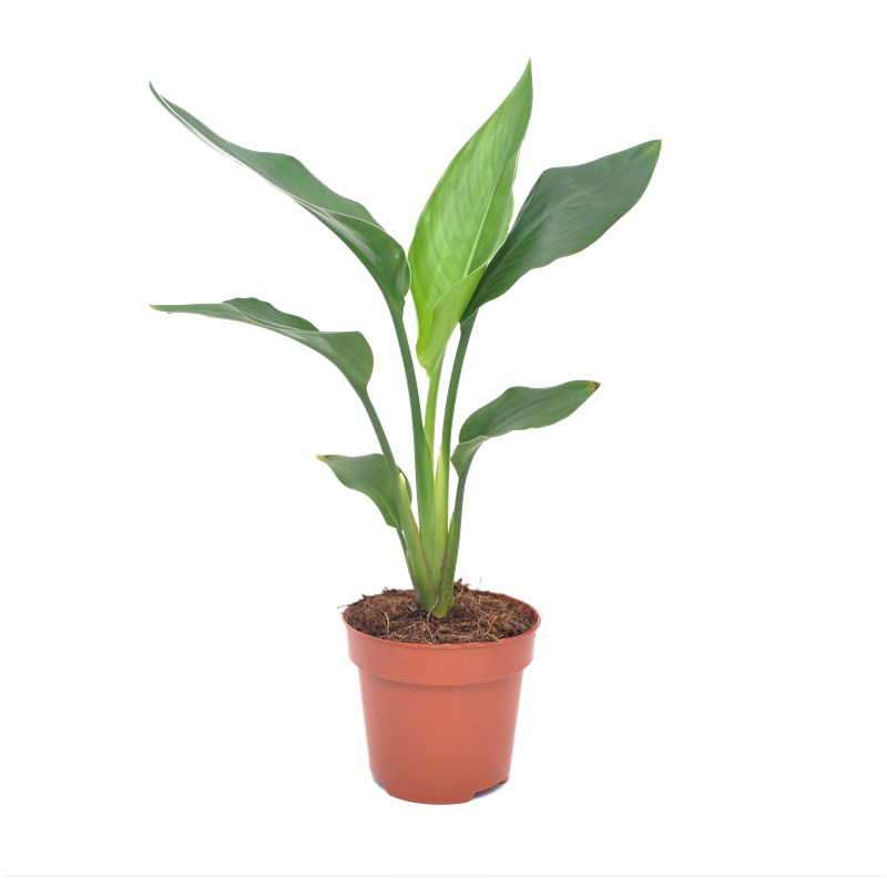 Plant In a Box - Strelitzia reginae bird of paradise