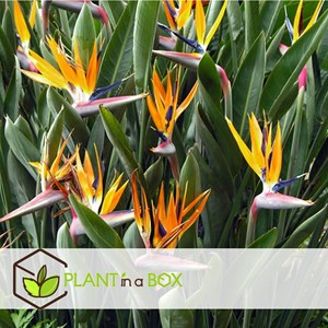 Strelitzia reginae bird of paradise