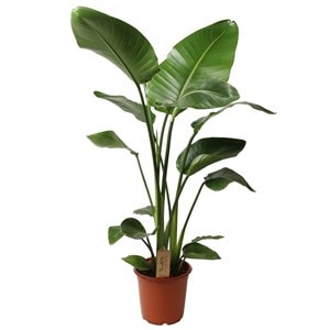 Grande plante strelitzia 'birds of parad