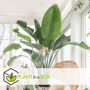 Plante strelitzia birds of paradise