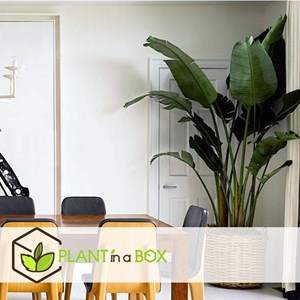 Plante strelitzia birds of paradise