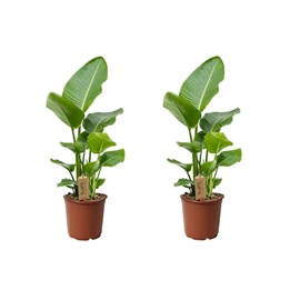 Strelitzia birds of paradise - 2