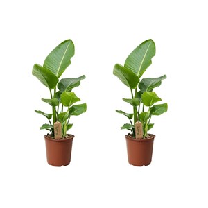 Strelitzia birds of paradise - 2