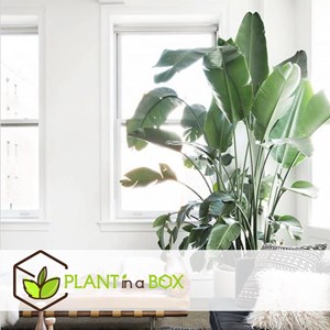 Strelitzia birds of paradise - 2