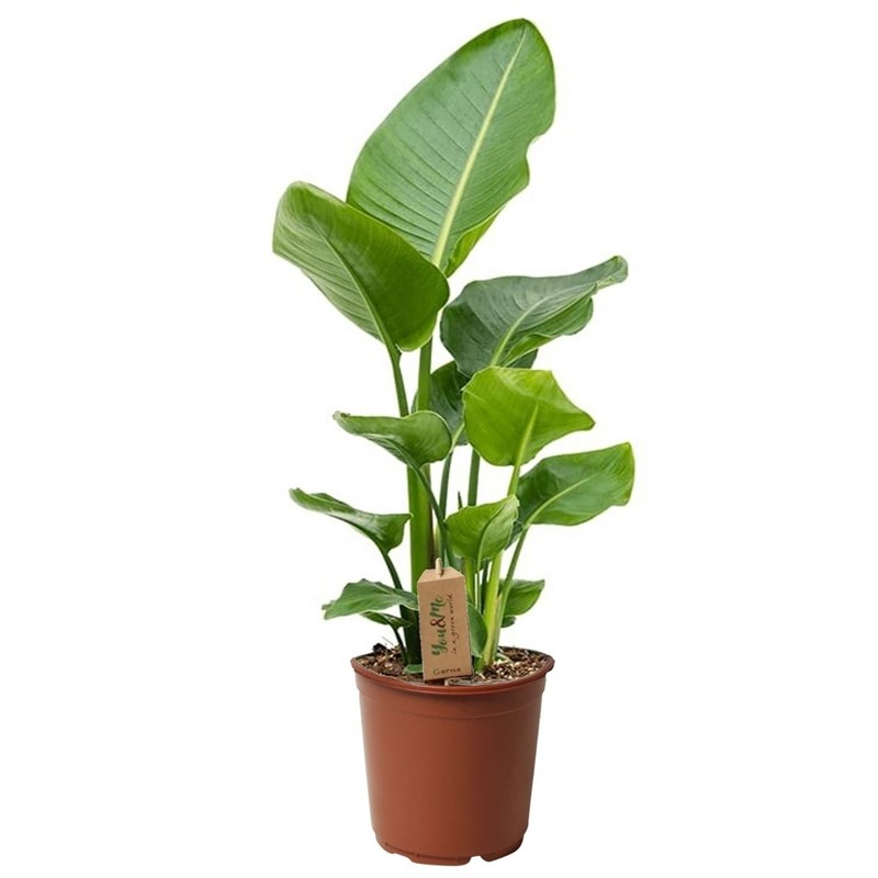 Strelitzia birds of paradise plant