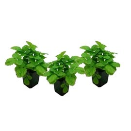 Fraise 'fragaria roman' - lot de 3