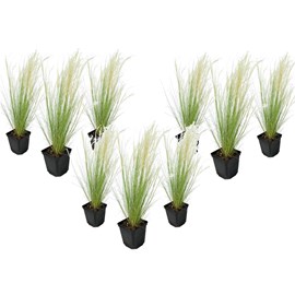 Stipa ponytail grass - 9