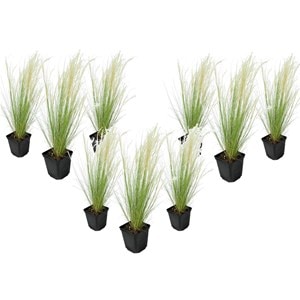 Stipa 'ponytail' grass - lot de 9