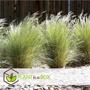 Stipa ponytail grass - 9
