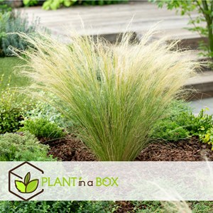 Stipa ponytail grass - 9