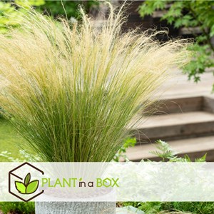 Stipa ponytail grass - 9