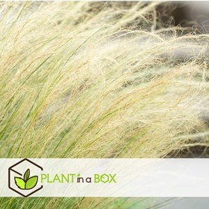 Stipa ponytail grass - 9