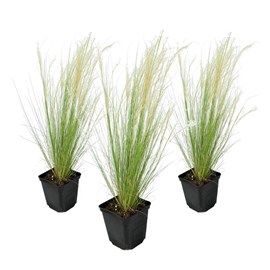 Stipa ponytail grass - 3