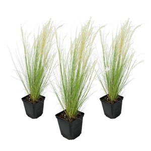 Stipa 'ponytail' grass - lot de 3