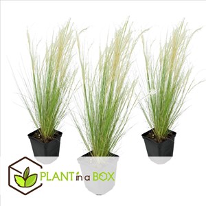 Stipa ponytail grass - 3